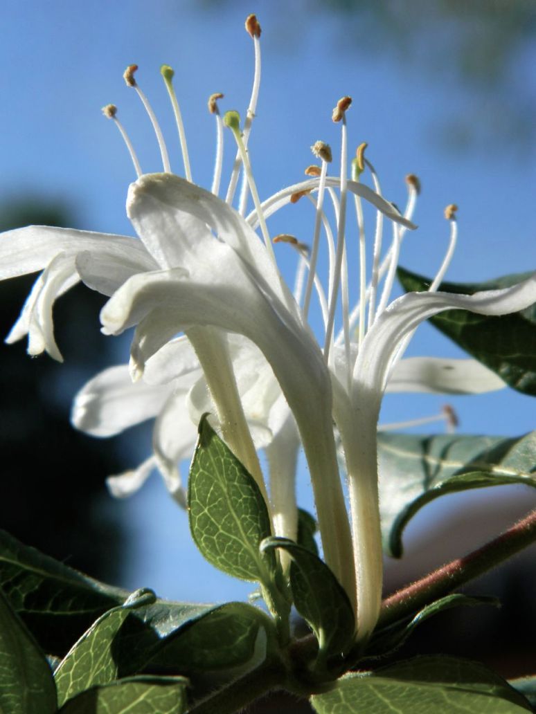 honeysuckle
