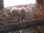 chicks