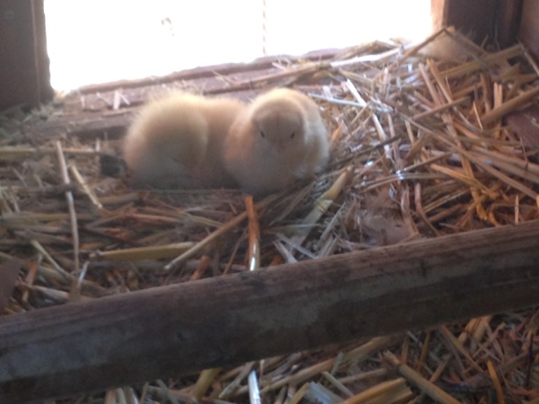 July 26: The threat of Garcia killing herself (literally) trying to hatch infertile eggs necessitates the purchase of two new Garcias, snuck under the broody hen at night. Worked like a charm. Ridiculous creatures.