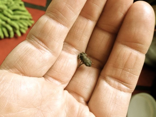 Late Juneish: Micro toads appear in the yard. For the first time in 8 years. My neighbor will think I did this on purpose.
