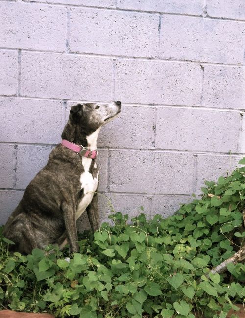 August 24: With little hope of regaining her back yard real estate, Velma takes to sitting in the onion/morning glory patch.